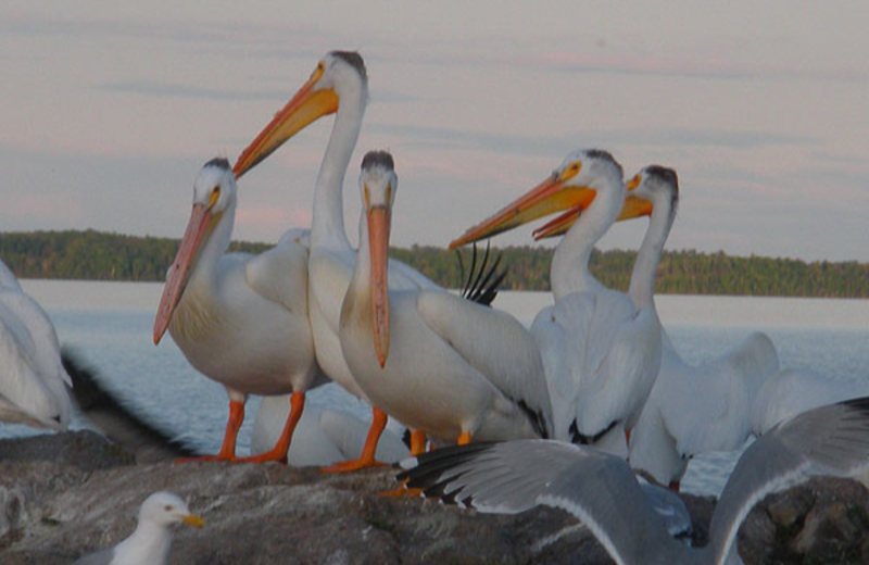 Pelicans at Angle Inn Lodge.