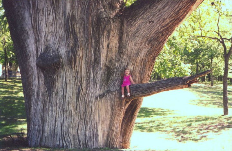 Tree at Utopia on the River.