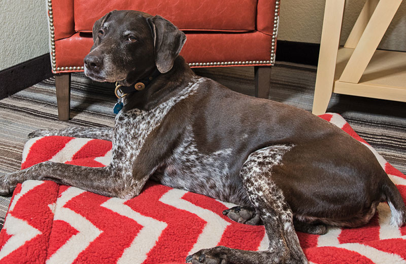 Pets welcome at Northwoods Inn.