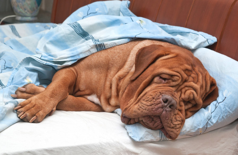 Pets welcome at Alpine Mountain Chalet.