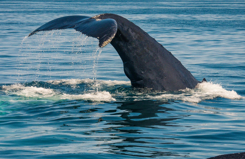 Whale watching at Addison Choate.