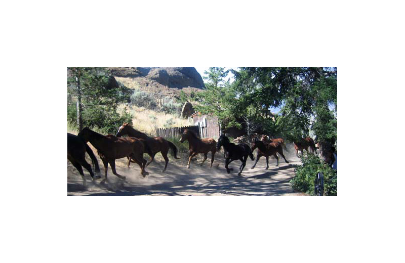 Horses at Rimrock Dude Ranch.