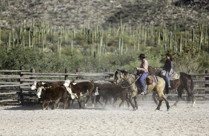 Cattle round up at Tanque Verde Ranch.
