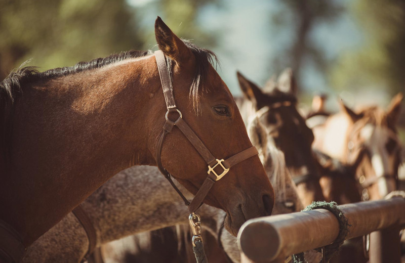 Horses at Vee Bar Guest Ranch.