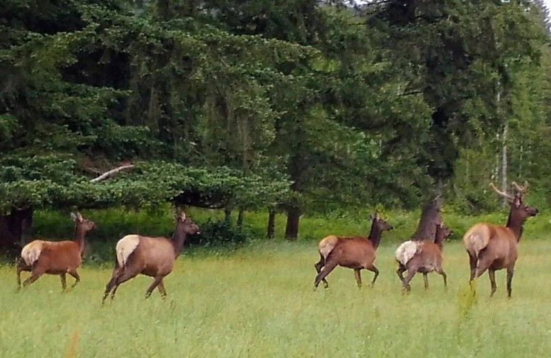 Elk at Ovenell's Heritage Inn.