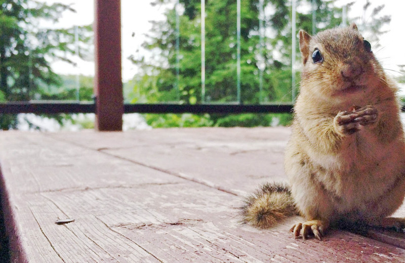 Chipmunk at Killarney Lodge in Algonquin Park.