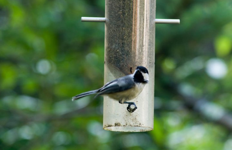 Bird at the feeder at Moondance Ridge Bed & Breakfast.