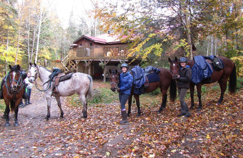 Horses at Algonquin Eco-Lodge.