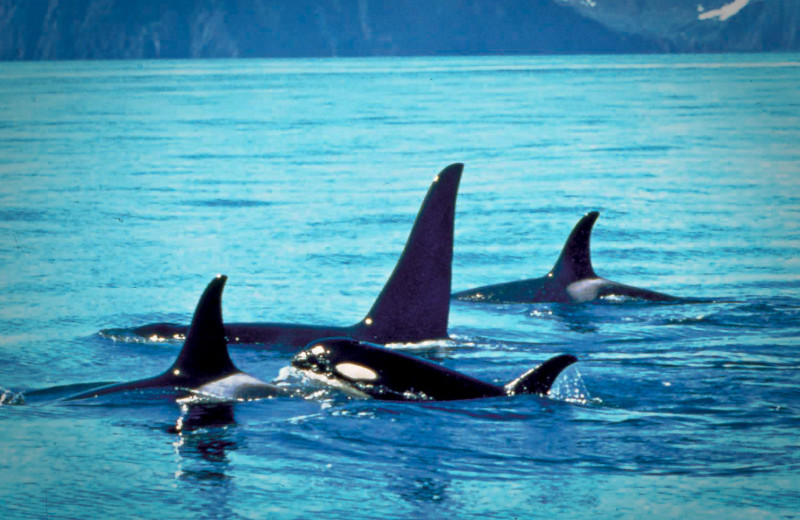 Killer whales at Great Alaska Adventure Lodge.