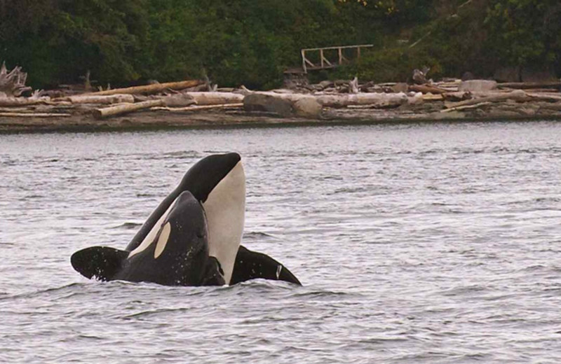 Killer whale at Snug Harbor Marina Resort.