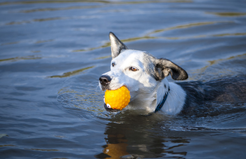Pets welcome at Delta Lodge.