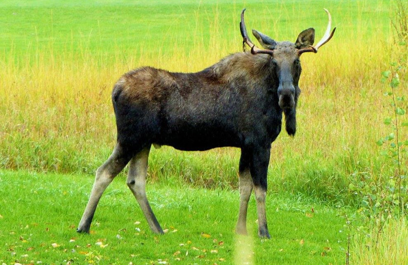 Moose at Edgemont Condominiums.