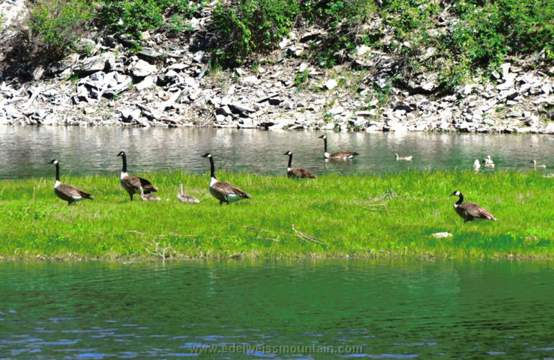 Geese at Edelweiss Mountain Lodging.