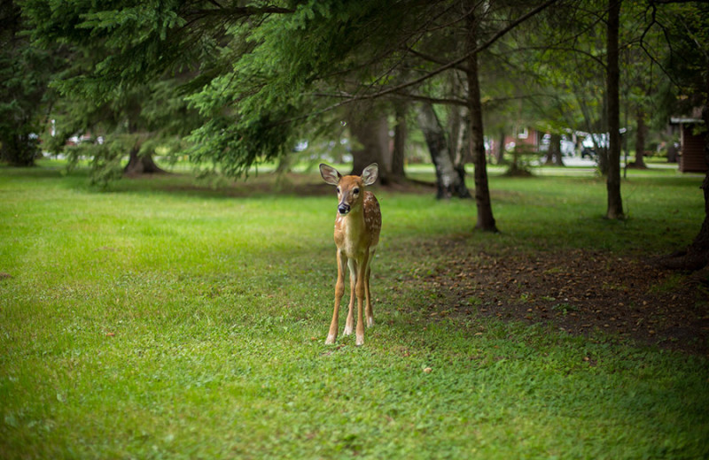 Deer at Tallpine Lodges.