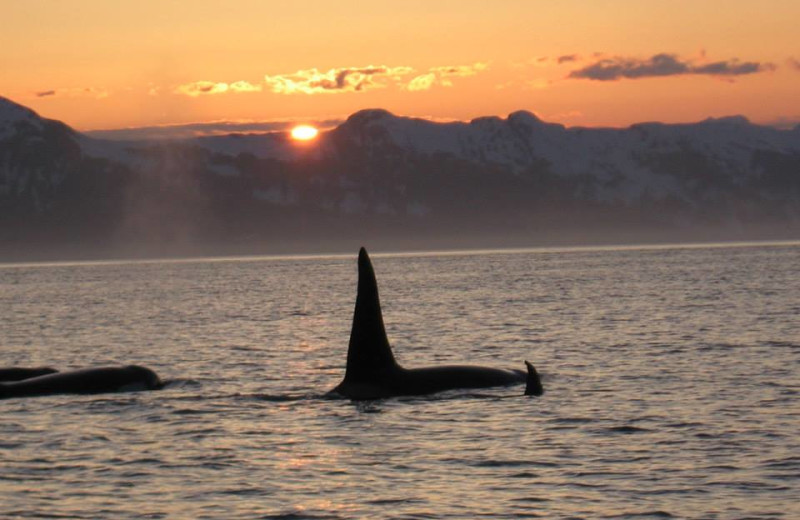 Killer whale at Elfin Cove Resort.
