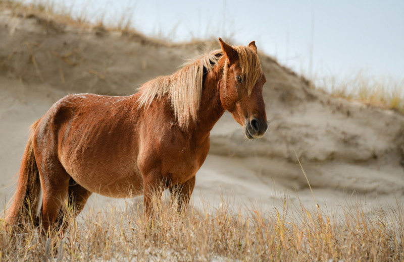 Wild horses at Pirate's Cove Realty.