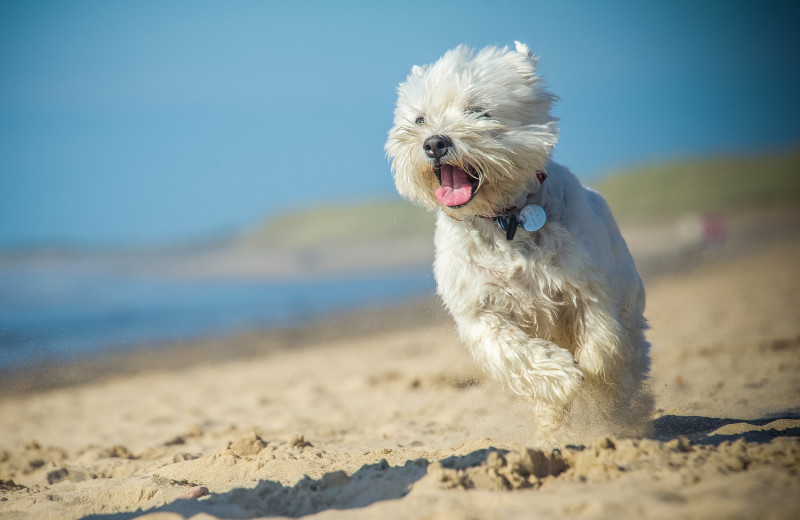 Pets welcome at Catalina Canyon Resort 