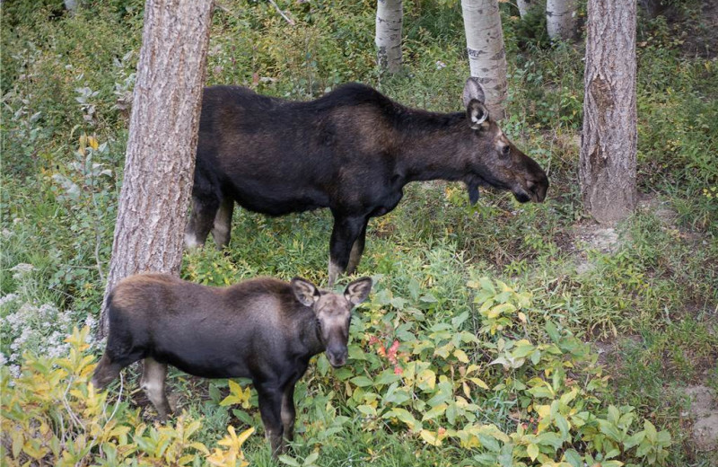 Moose at Canyon Services Vacation Rentals.