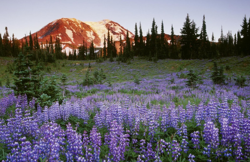 Beautiful scenery around Trout Lake Cozy Cabins.