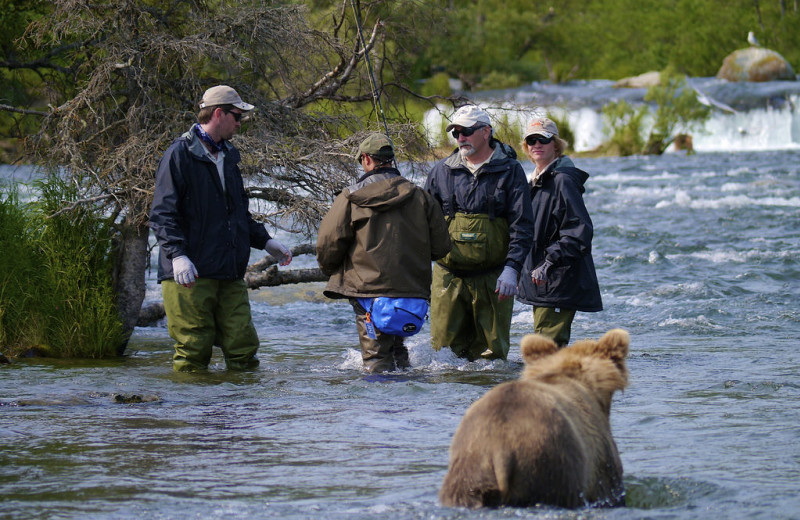 Bear at Alaska Rainbow Lodge.