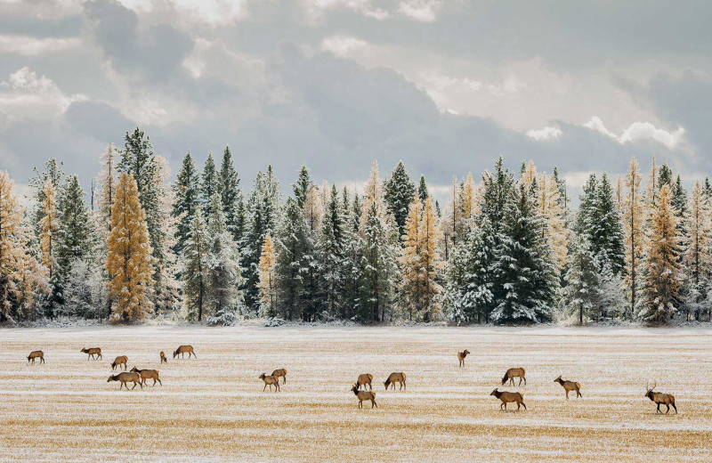 Winter at Hardscabble Ranch.
