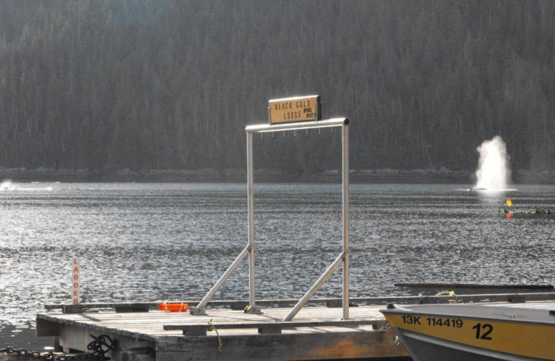 Dock at Black Gold Lodge