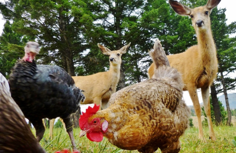 Farm animals at Bisonquest Wildlife Vacations.