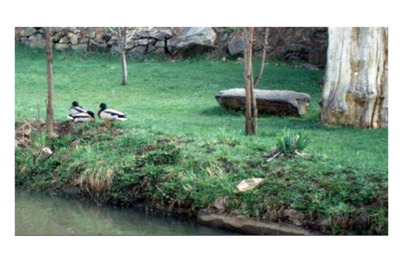 Ducks at Boulder Mountain Lodge.