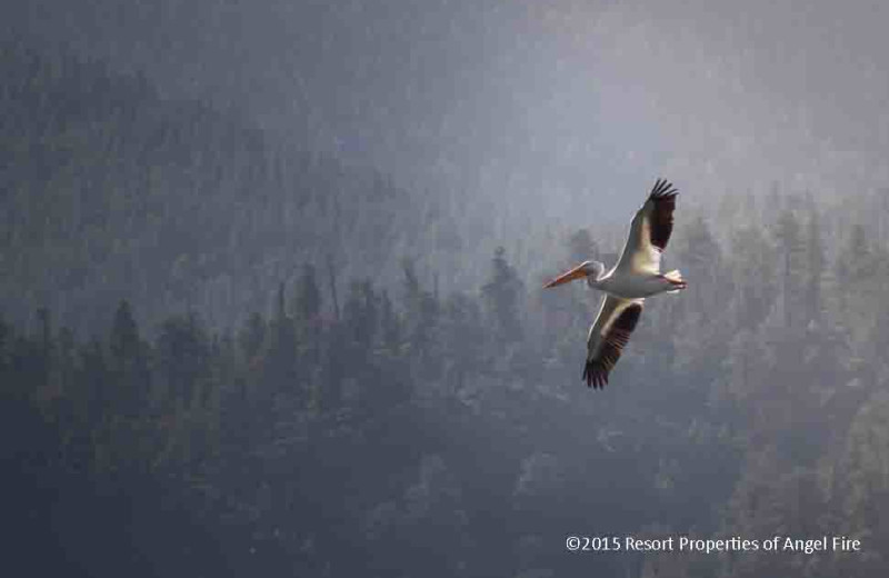 Bird at Resort Properties of Angel Fire.