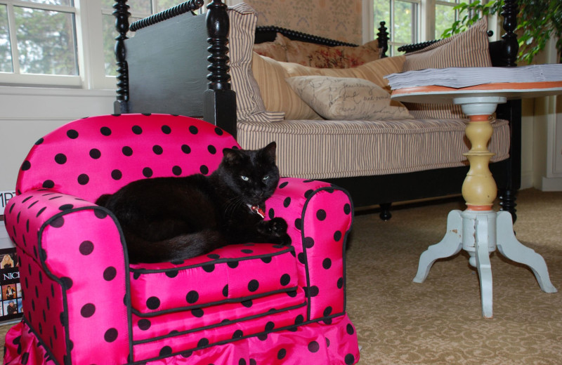 Pet friendly accommodations at Southampton Inn.