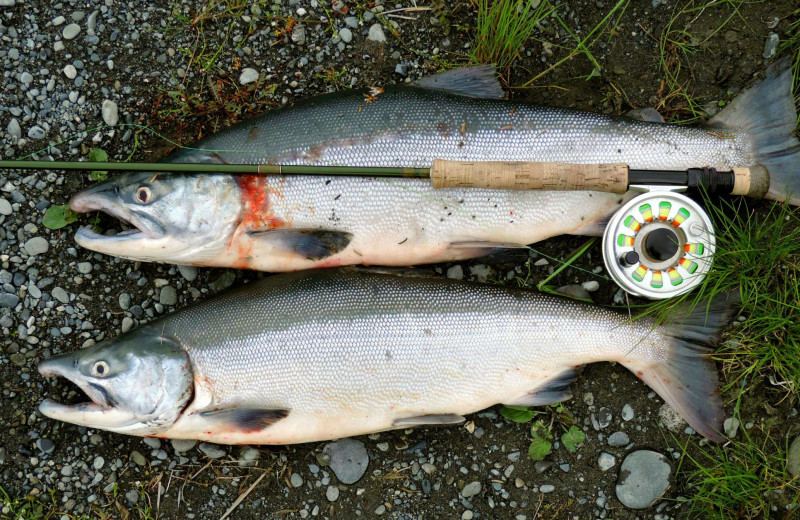 Fishing at Soldotna B&B Lodge and Alaska Fishing Charters.