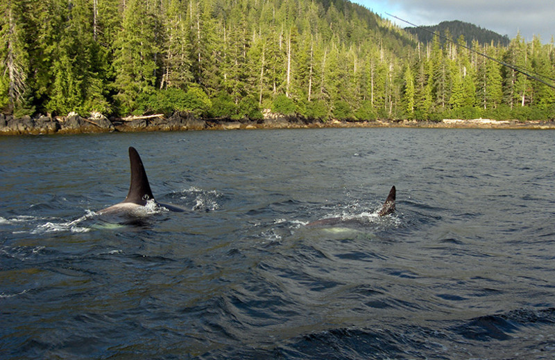Whales at Sportsman's Cove Lodge.