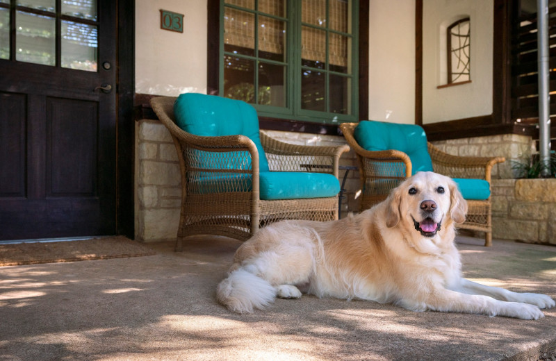 Pets welcome at Lake Austin Spa Resort.