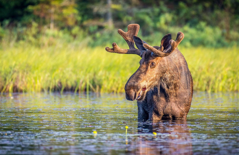 Moose at Wilsons on Moosehead Lake.