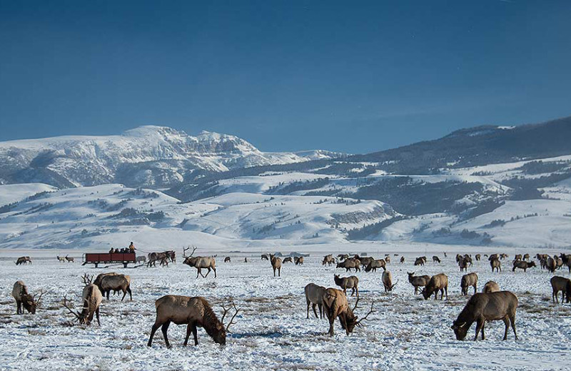 Triangle X Ranch (Moose, WY) Resort Reviews