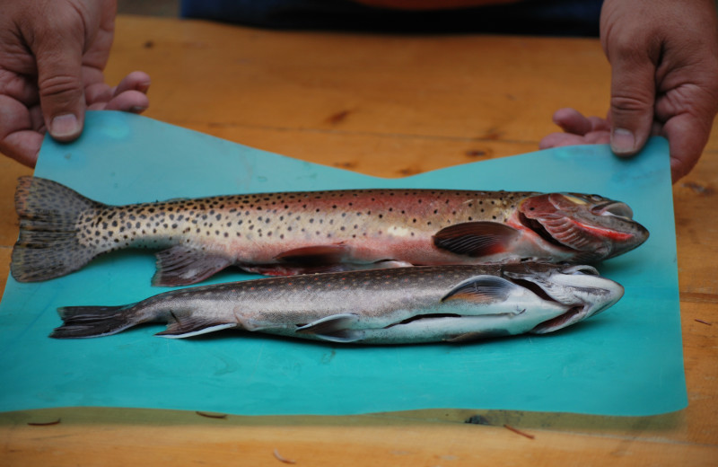 Fishing at Wild Skies Cabin Rentals.