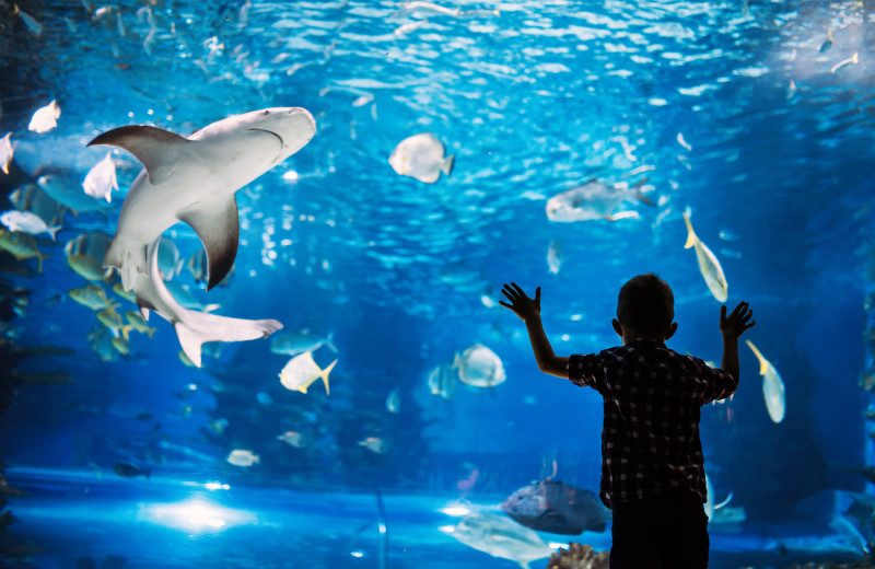 Aquarium near Starkey Properties.