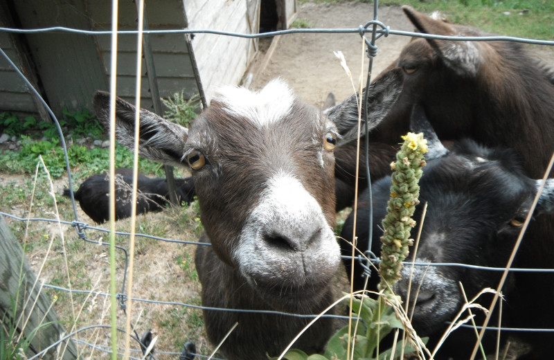 Goat at Highland View Resort.