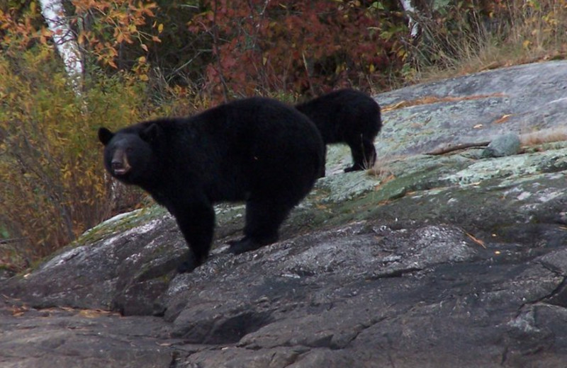 Black bear at Shady Roost Lodge.