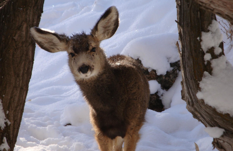 Deer at Box Canyon Lodge & Hot Springs.