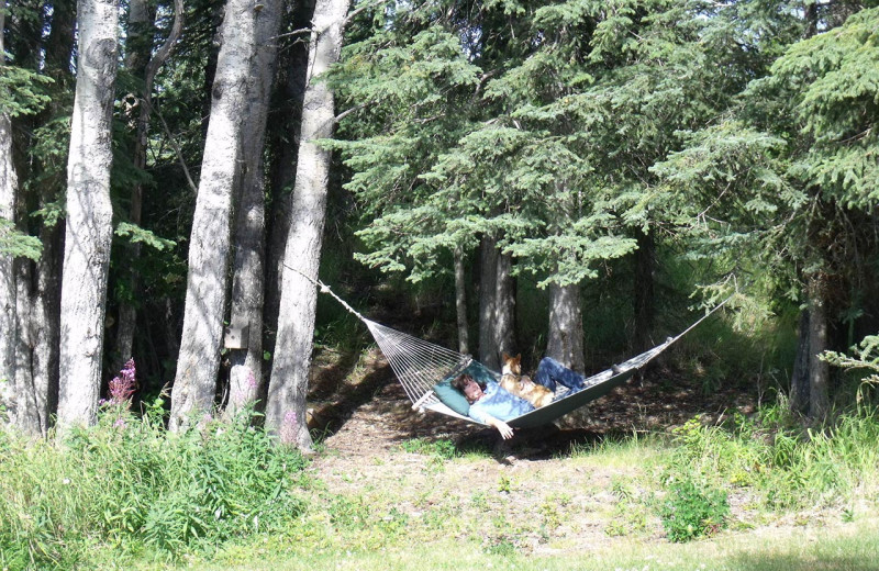 Hammock at Hungry Moose Bed and Breakfast.