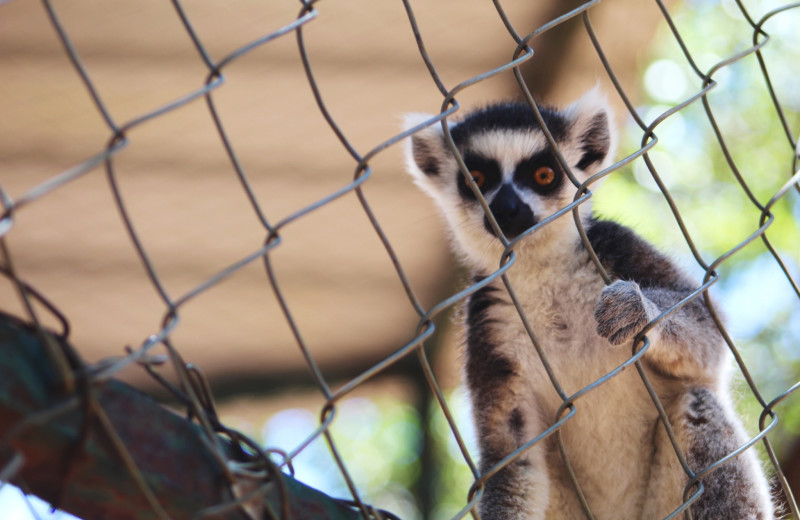 Lemur at The Exotic Resort Zoo.