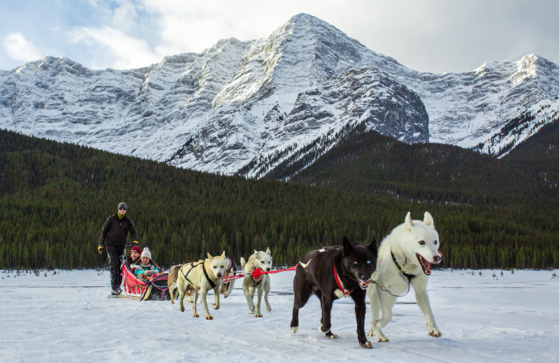 Dog sledding near Solara Resort & Spa.