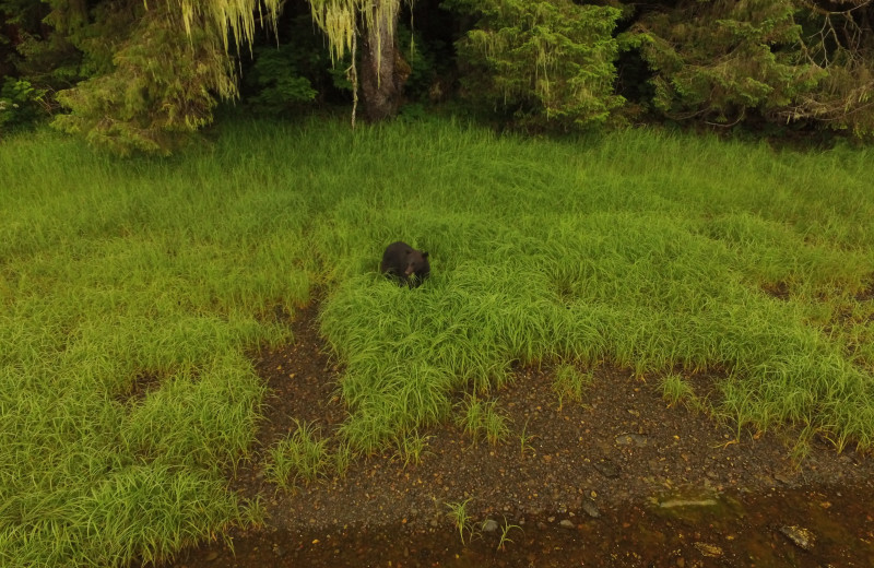 Bear at The Fireweed Lodge.