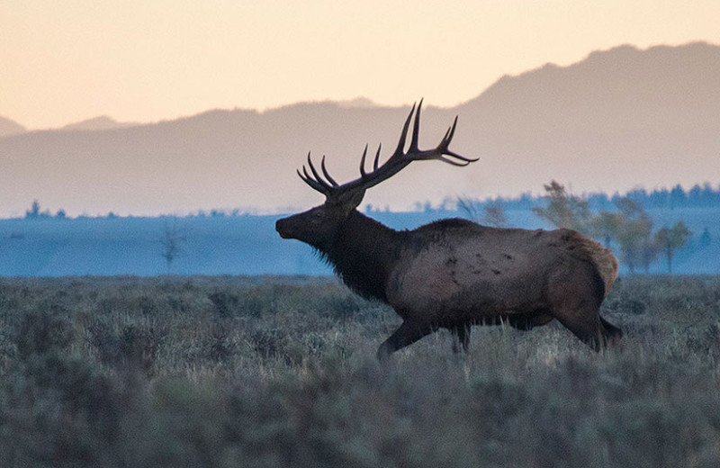 Elk at Triangle X Ranch.