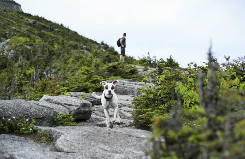 Pets welcome at Woodlake Inn.