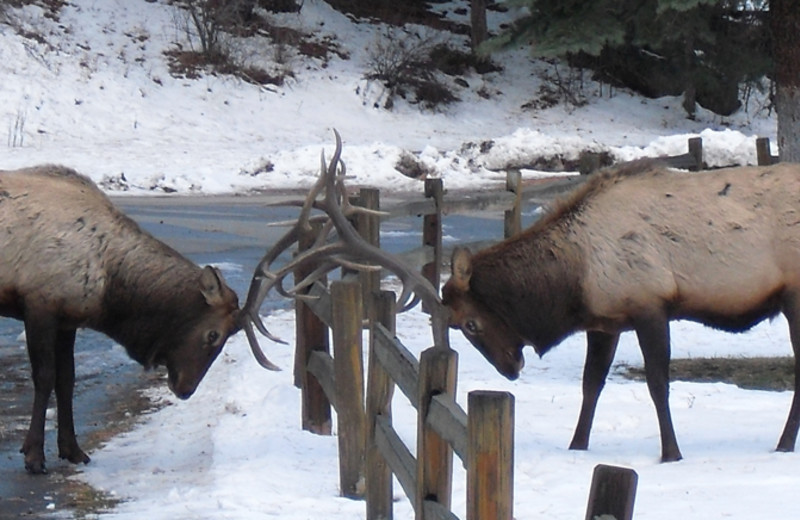 Elk at Riverview Pines.