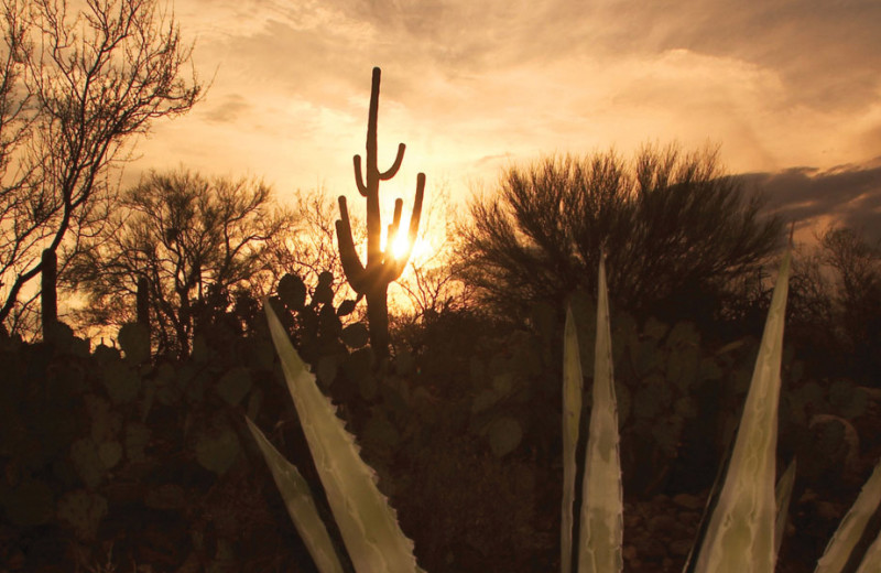 Sunrise at Canyon Ranch Tucson.