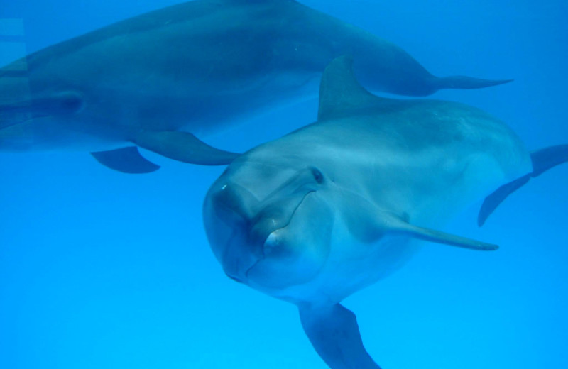 Dolphins at Hola Grand Faro Los Cabos.