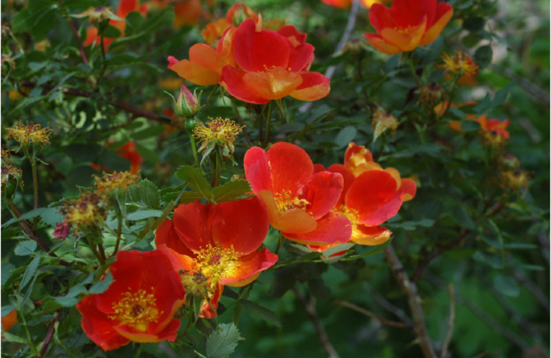 Flowers at Coyote Blues Village B&B.